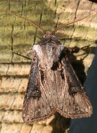 Venerable Dart
